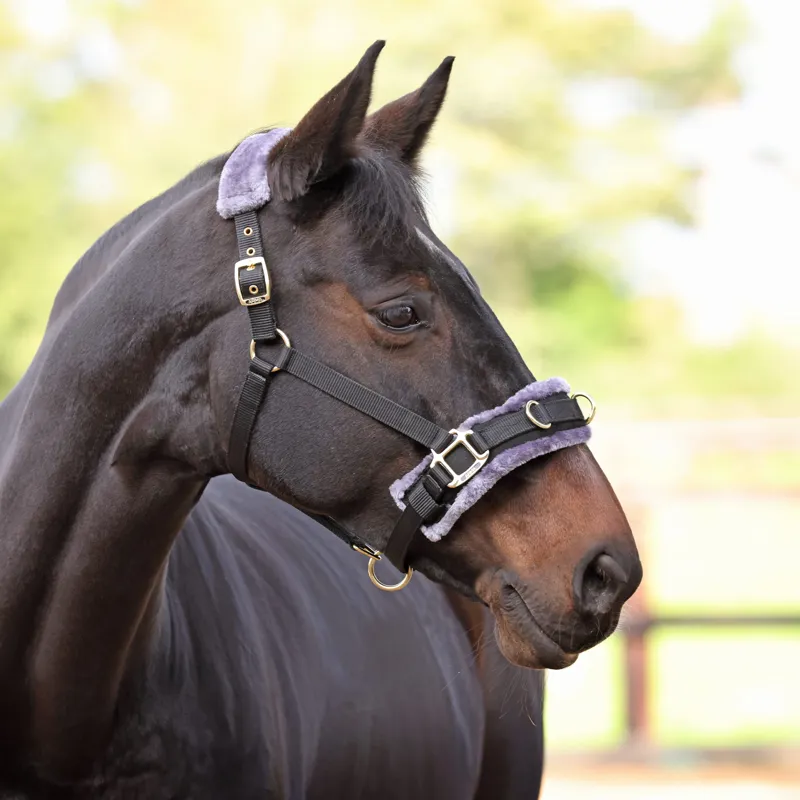 Arma Fleece Lined Lunge Cavesson in Black-5