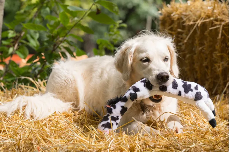 Petface Buddies Lazy Moo Plush Dog Toy-5