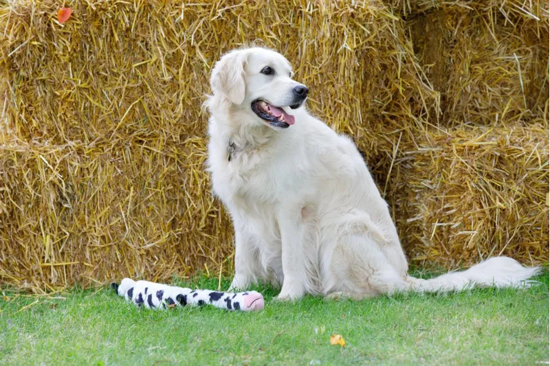 Petface Buddies Lazy Moo Plush Dog Toy-4