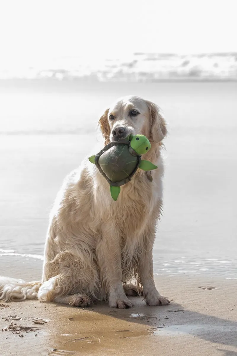 Petface Tessi Turtle Plush Dog Toy-9