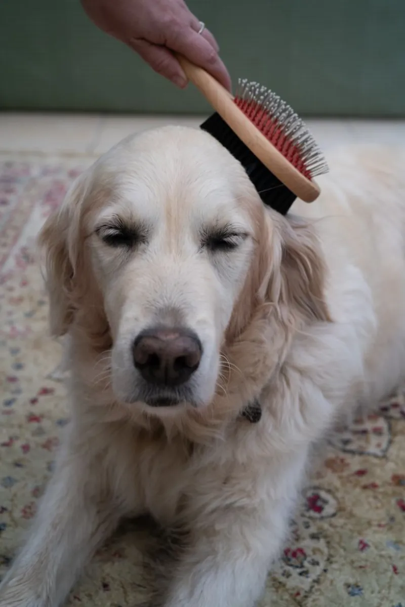 Petface Wooden Double Sided Dog Brush-5
