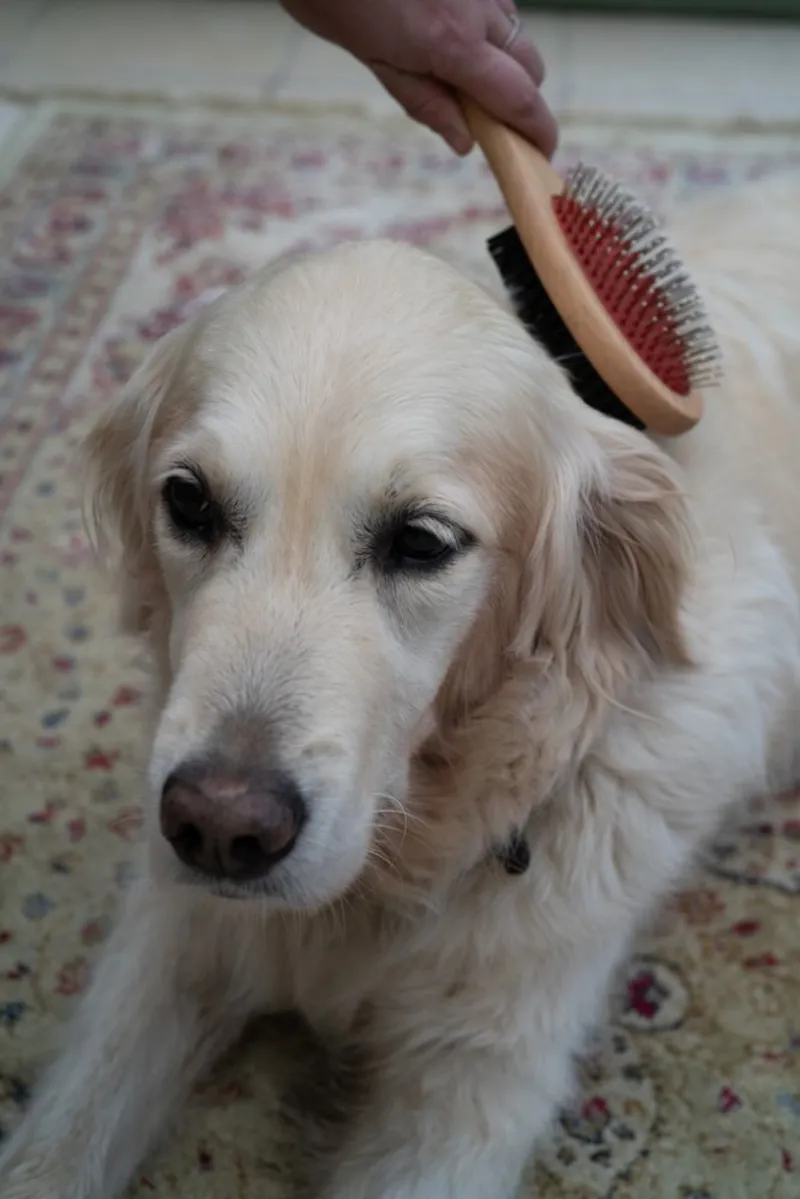 Petface Wooden Double Sided Dog Brush-4