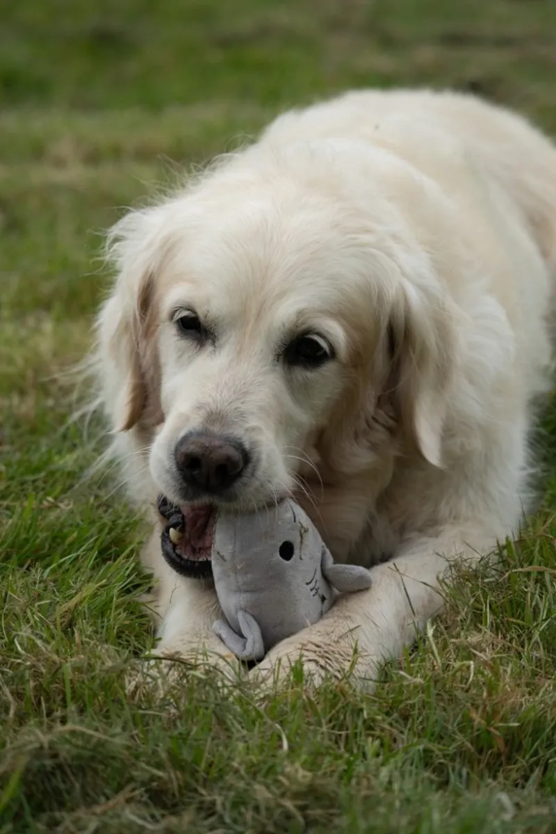 Petface Seriously Strong Rubberoid Shark Plush Dog Toy-9