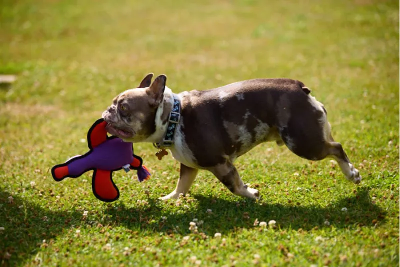 Petface Rope Tail Duck Plush Dog Toy-5