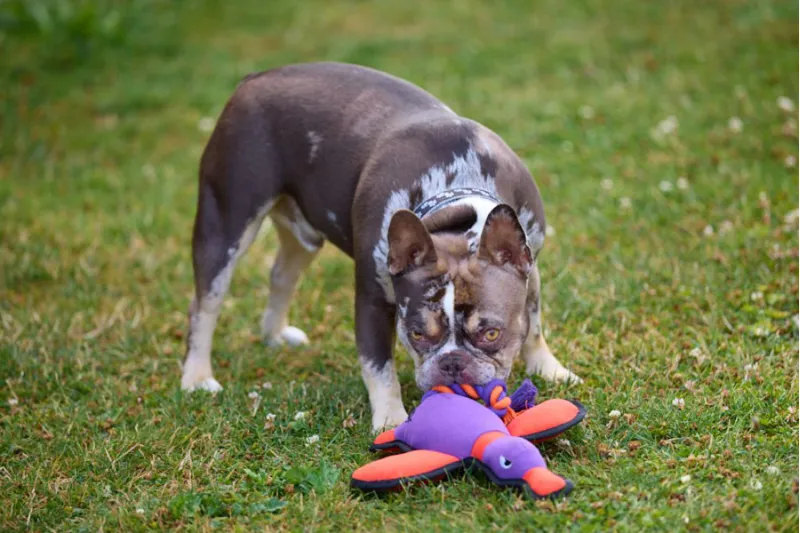 Petface Rope Tail Duck Plush Dog Toy-4