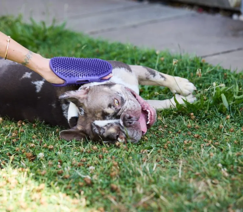 Petface Grooming Mitt-4