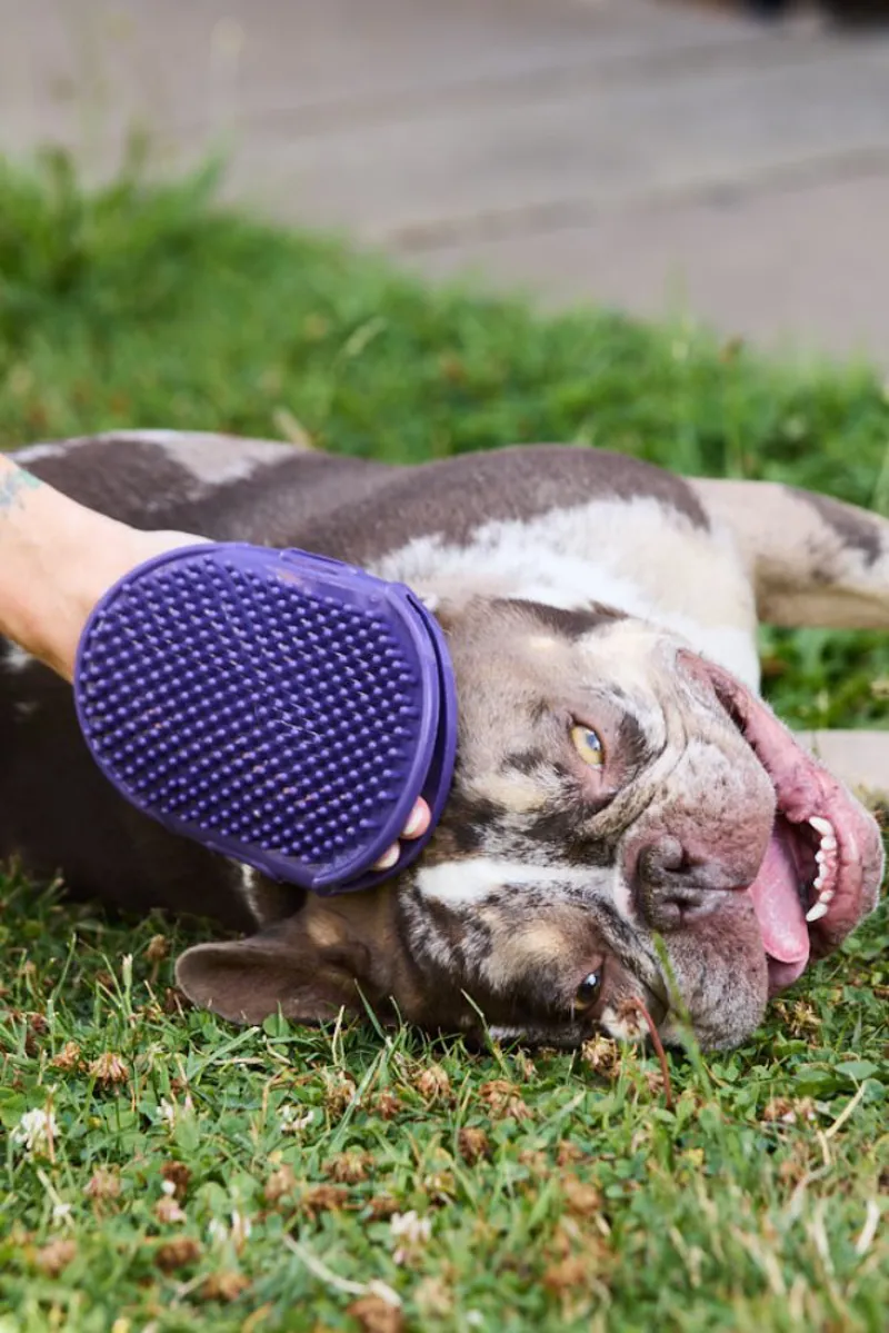 Petface Grooming Mitt-3