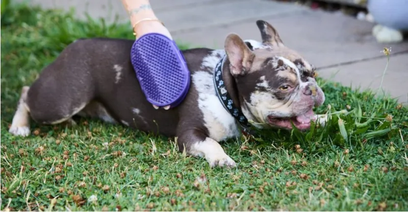 Petface Grooming Mitt-2