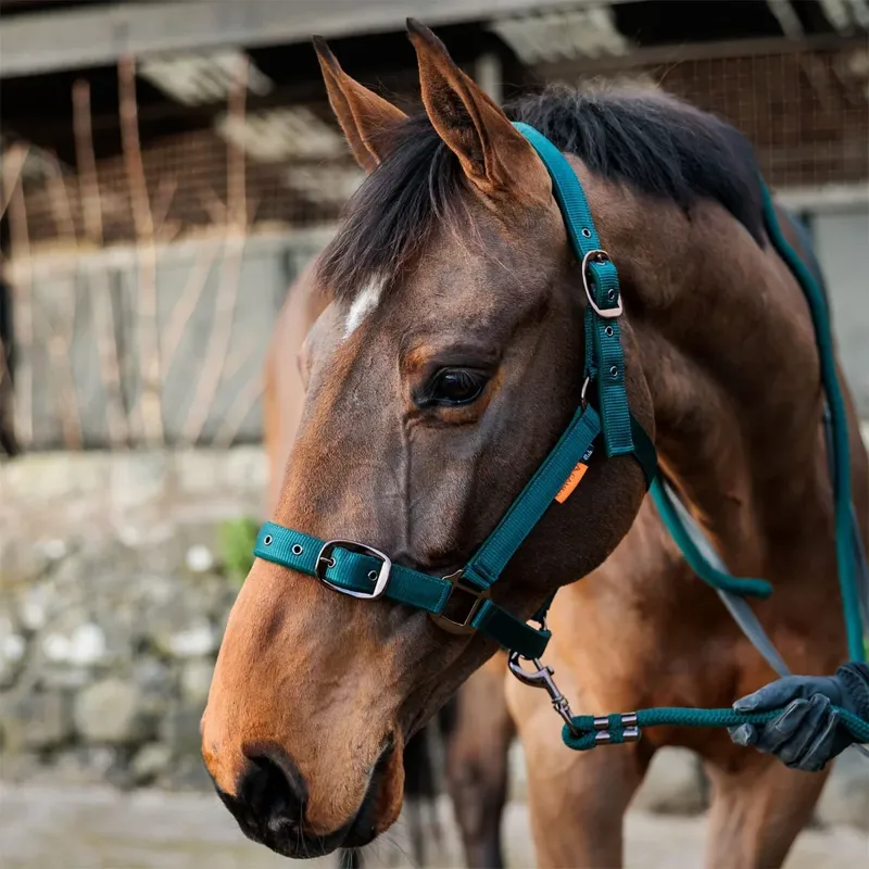 Cameo Equine Suede Padded Headcollar in Evergreen-2