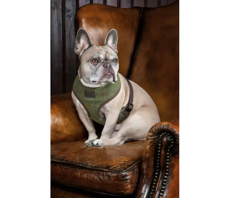 Digby and Fox Tweed Harness in Green