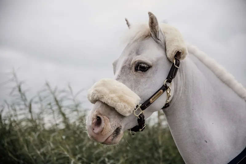 Kentucky Faux Leather Halter Sheepskin in Brown-5