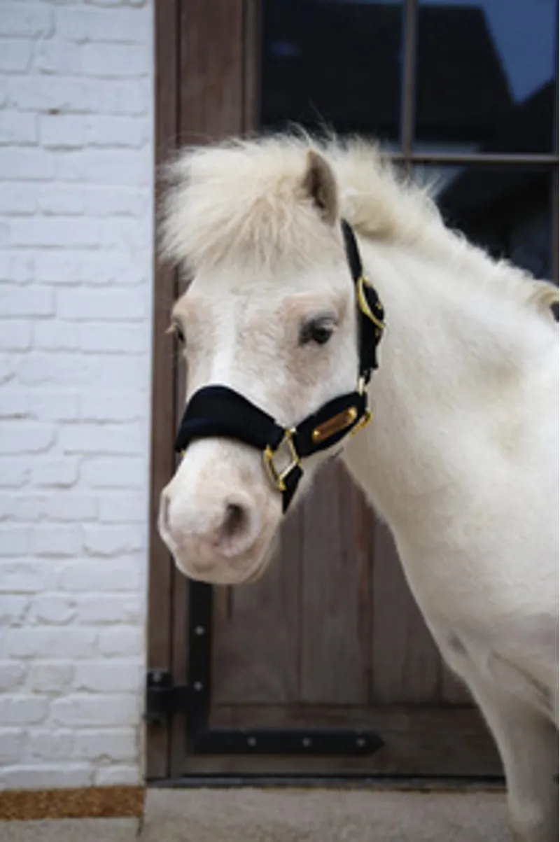 Kentucky Velvet Headcollar in Black-1