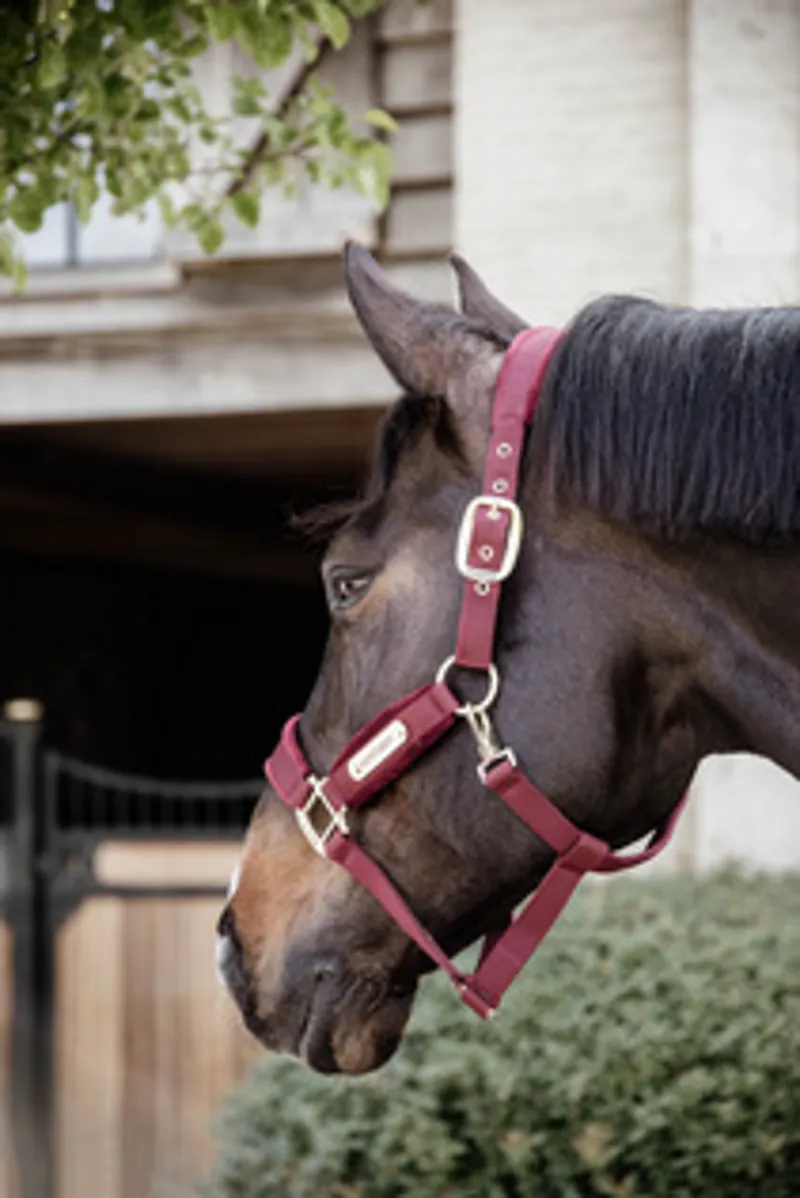 Kentucky Velvet Headcollar in Bordeaux-3