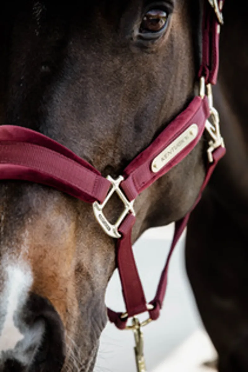 Kentucky Velvet Headcollar in Bordeaux-2