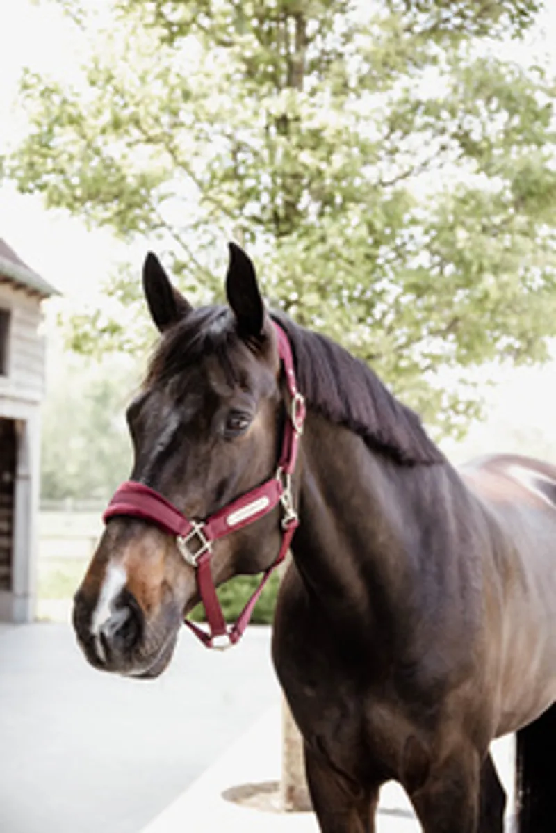 Kentucky Velvet Headcollar in Bordeaux-1