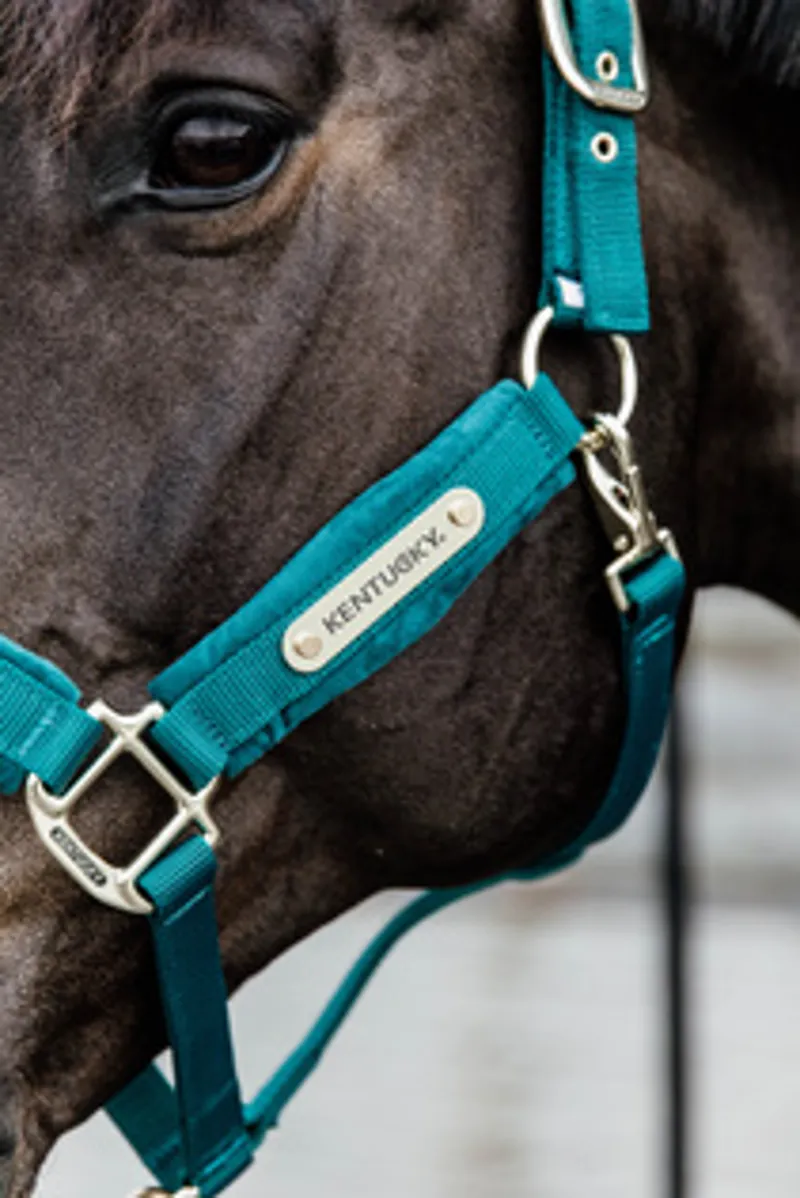 Kentucky Velvet Headcollar in Emerald-3