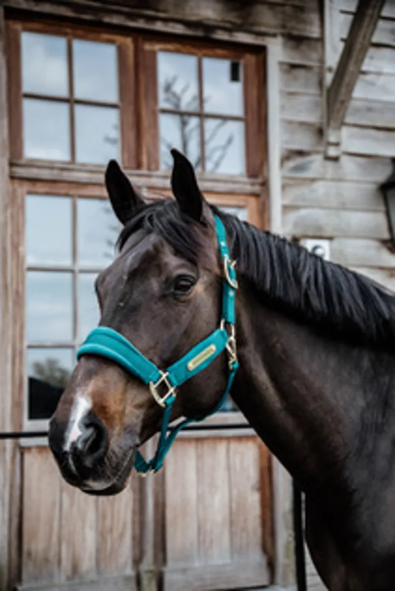 Kentucky Velvet Headcollar in Emerald-1