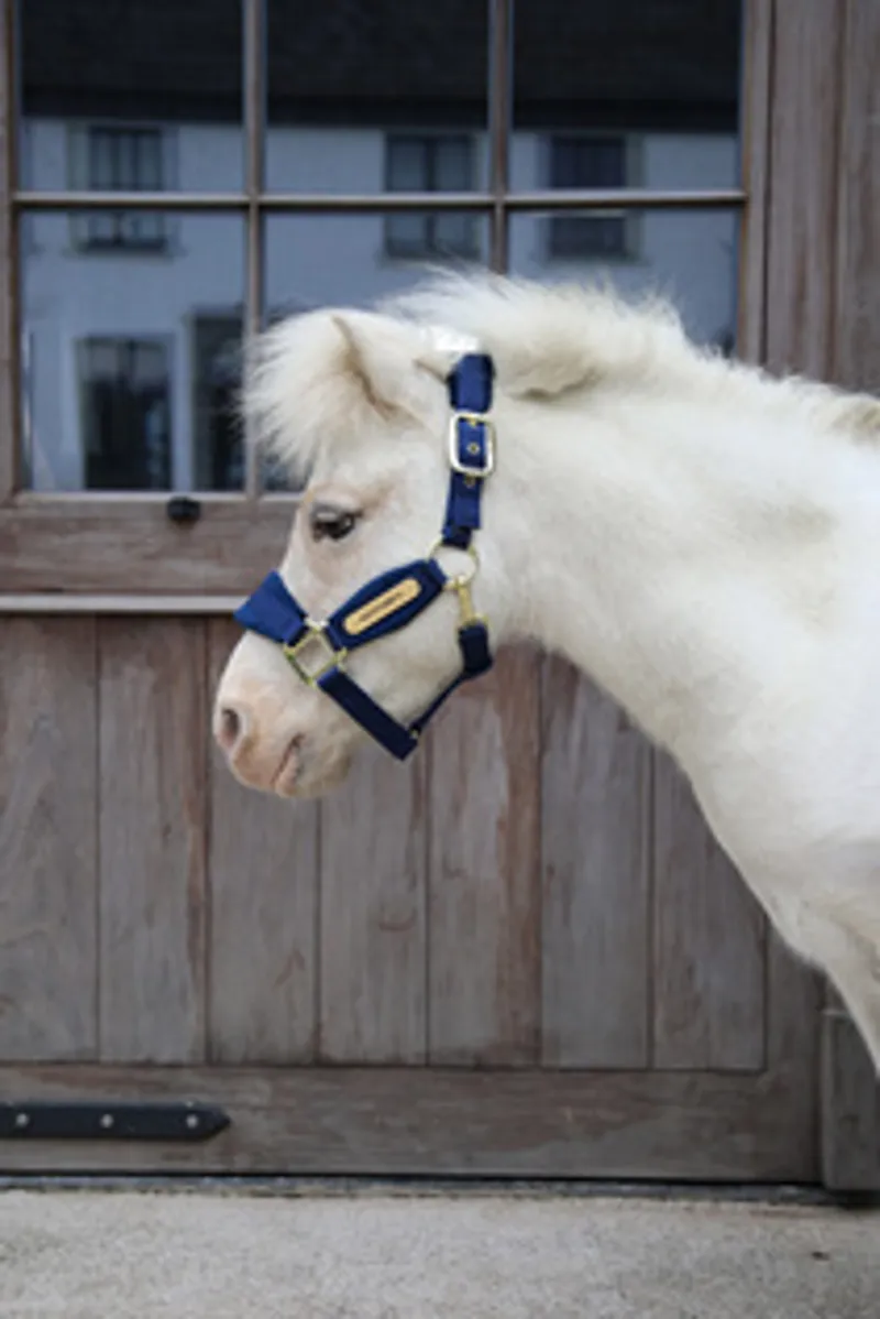 Kentucky Velvet Headcollar in Navy-3