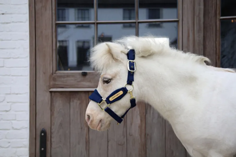 Kentucky Velvet Headcollar in Navy-1
