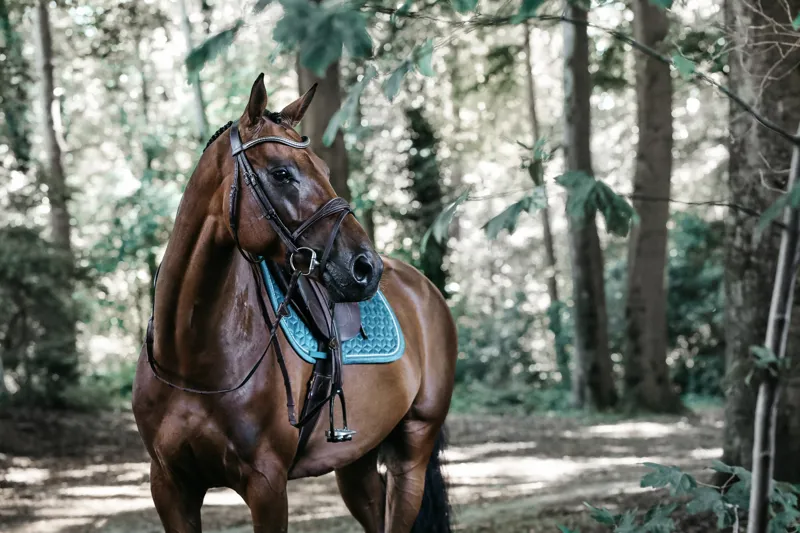 Kentucky Velvet Jumping Saddle Pad in Emerald-3