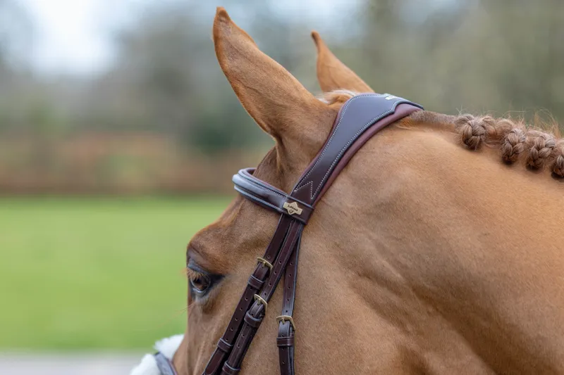 LeMieux Kudos Grackle Bridle in Havana-4