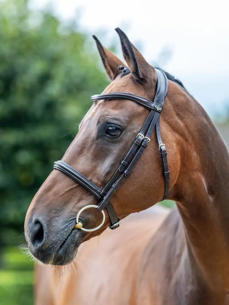 LeMieux Arika Cavesson Bridle in Brown and Silver-1