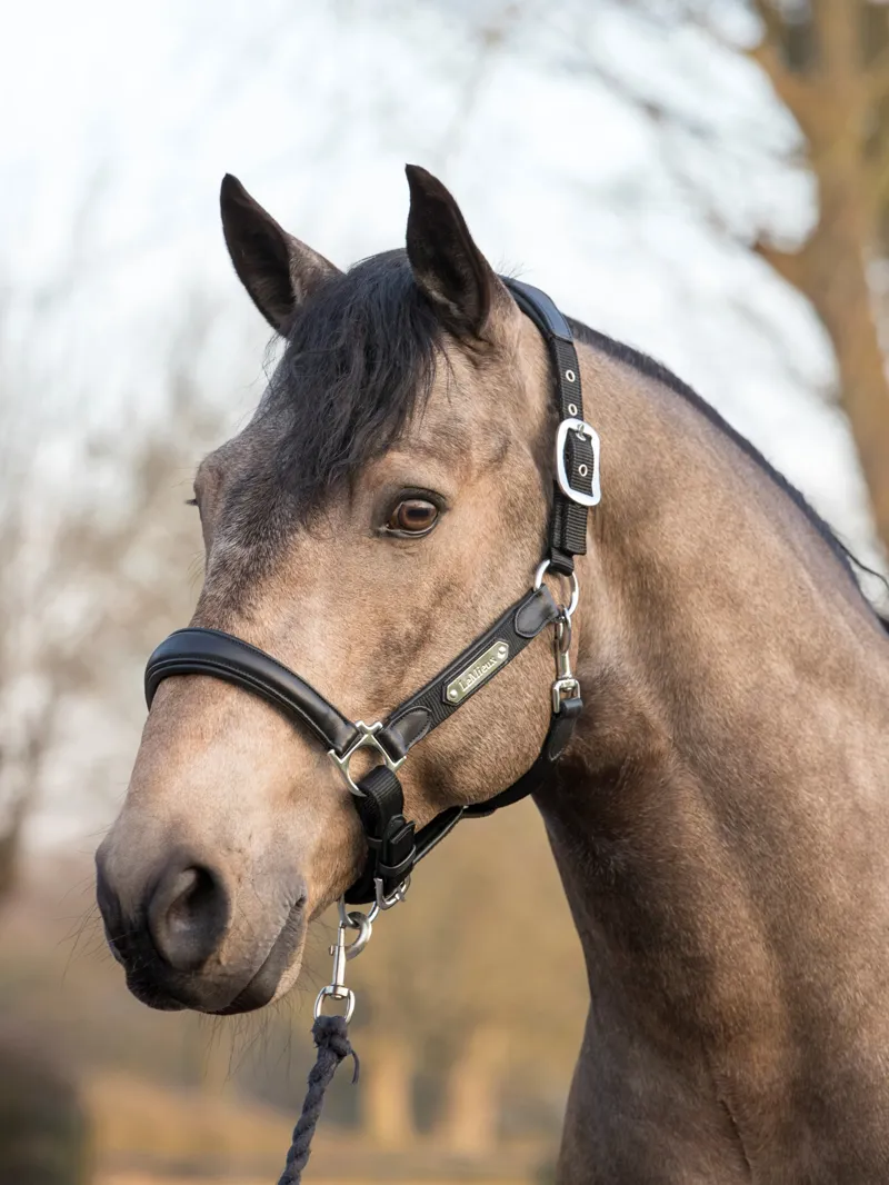 LeMieux Capella Headcollar in Black-2