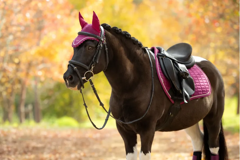 LeMieux Classic Fly Hood in Blackberry-1
