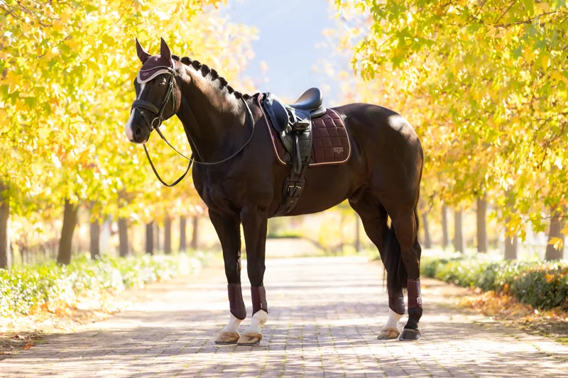LeMieux Loire Classic Dressage Square in Juniper-4