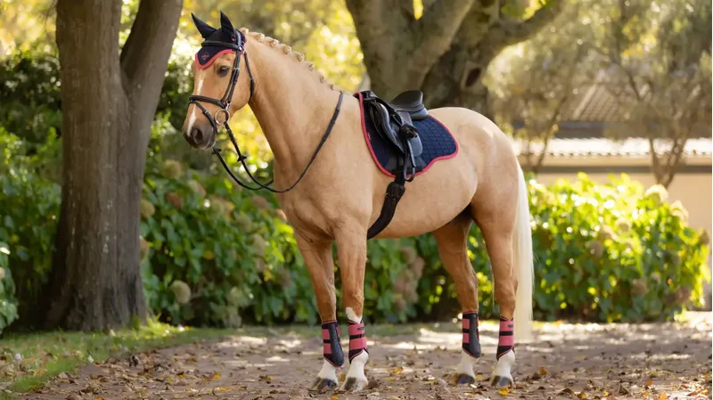 LeMieux Classic Suede GP Square in Navy and Cranberry-1