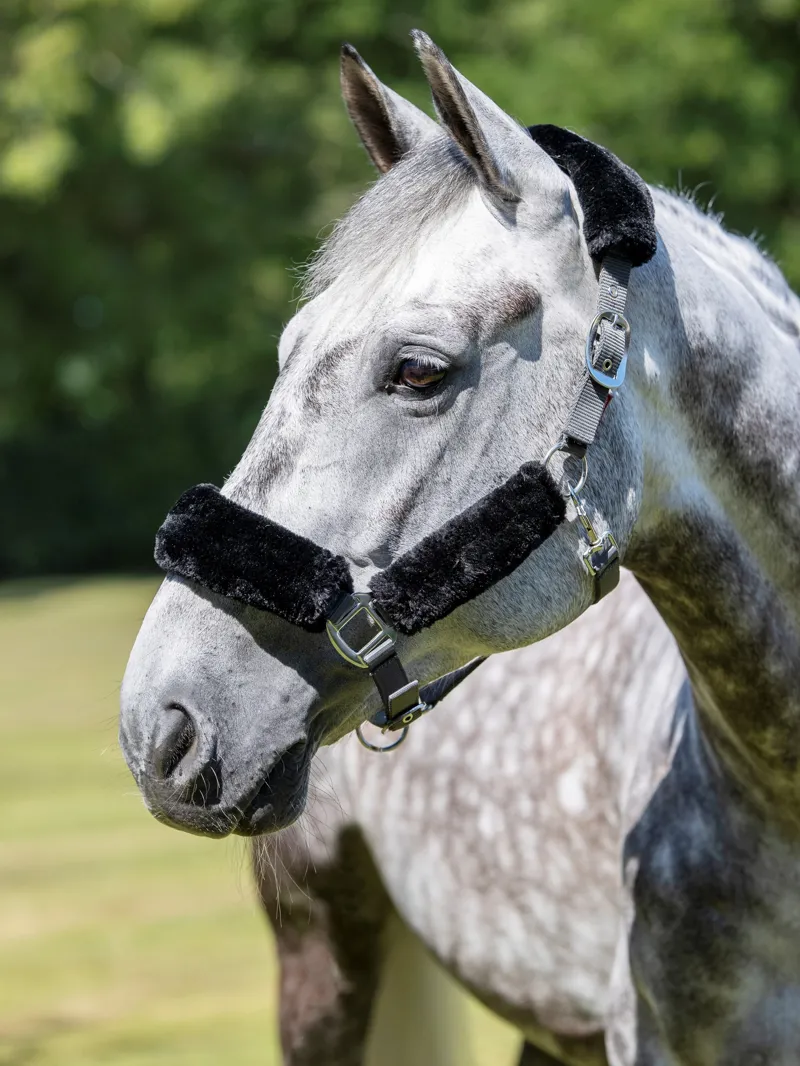 LeMieux Comfort Headcollar in Grey and Black-1