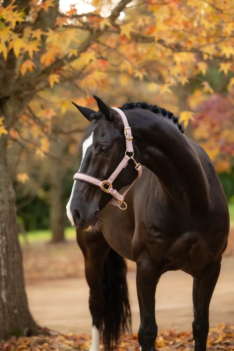 LeMieux Essence Headcollar in Wild Rose-1