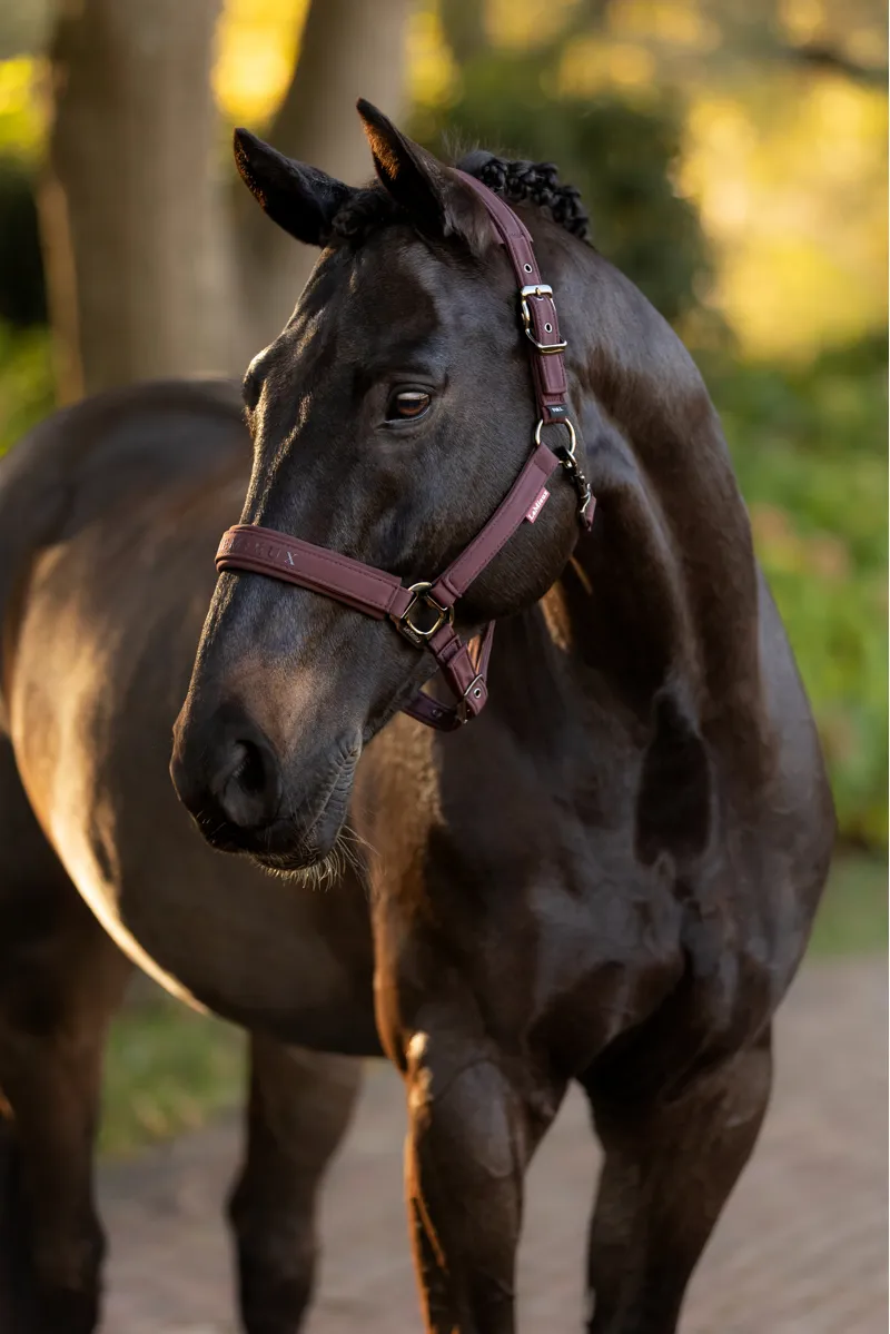 LeMieux Essence Headcollar in Damson-2