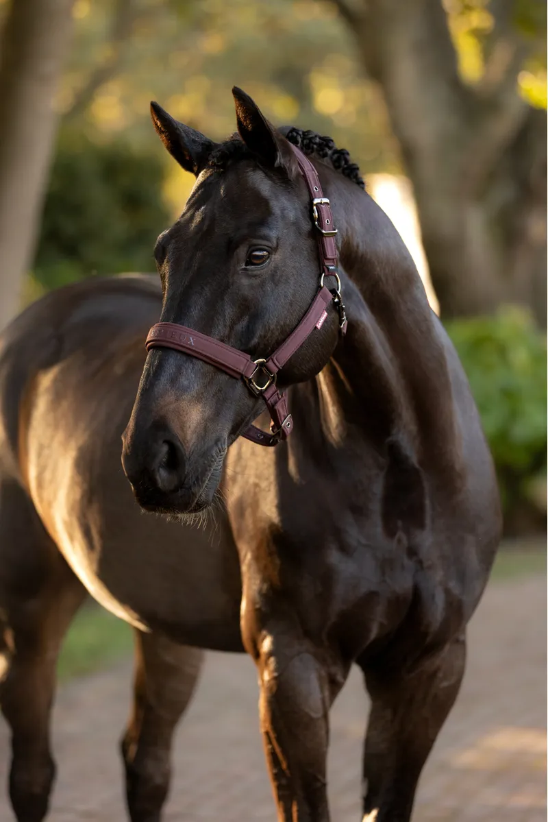 LeMieux Essence Headcollar in Damson-3