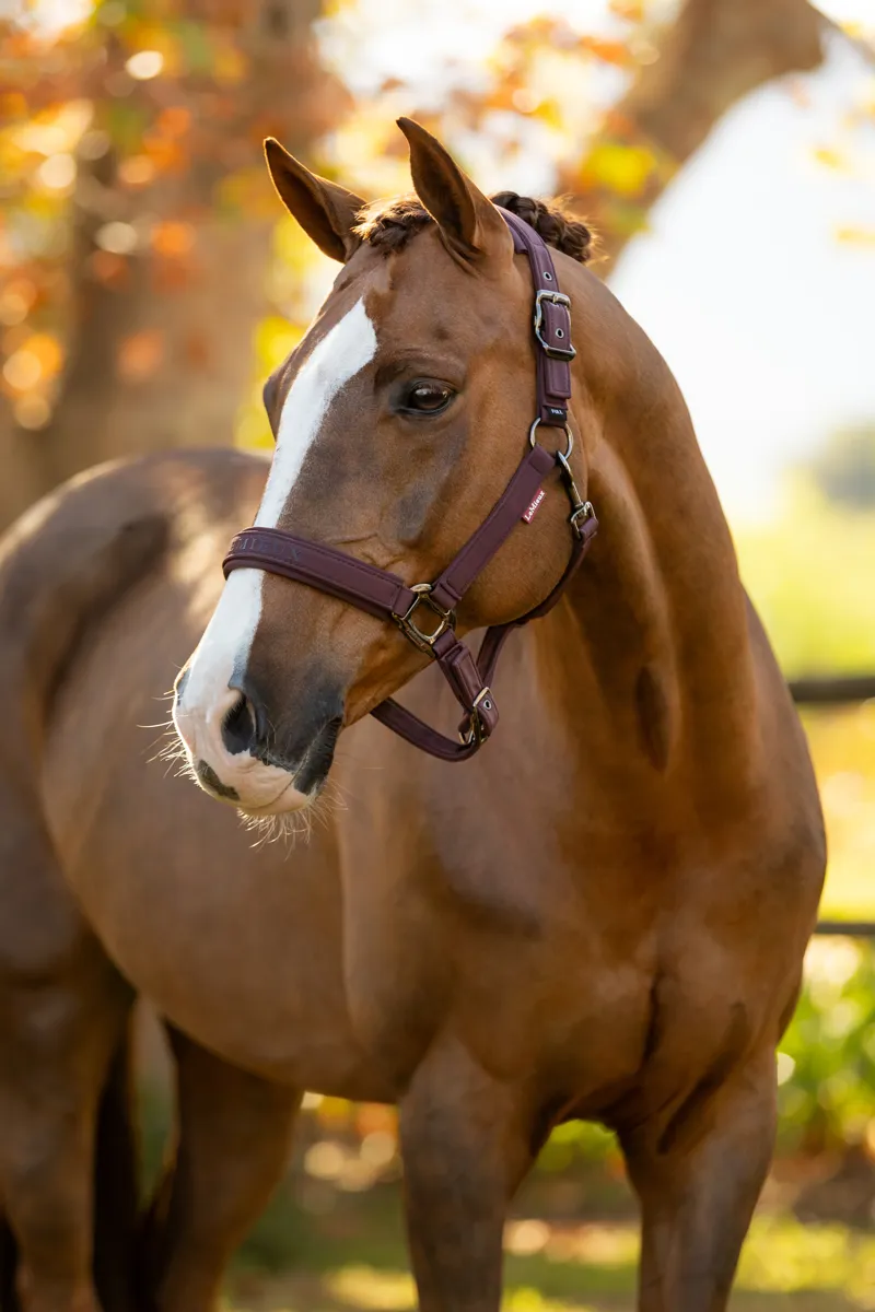 LeMieux Essence Headcollar in Damson