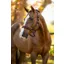 LeMieux Essence Headcollar in Damson