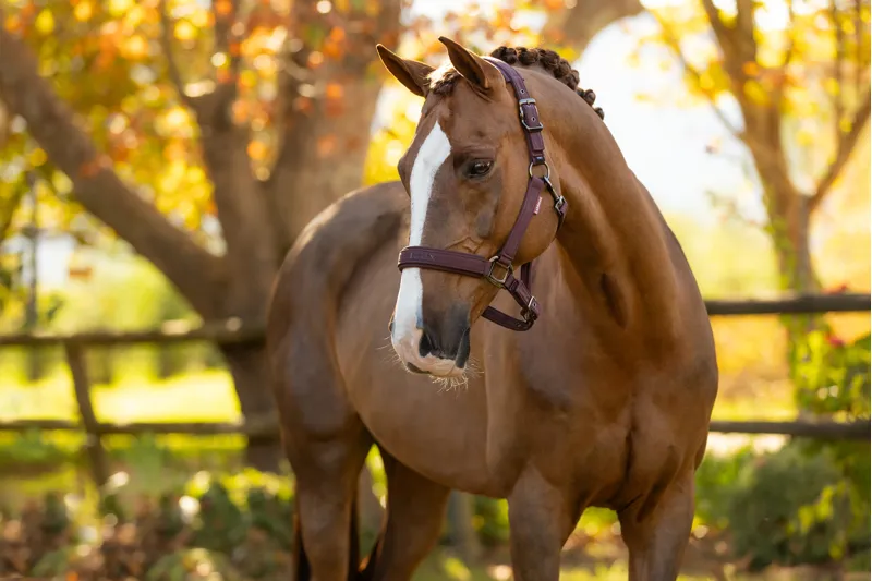 LeMieux Essence Headcollar in Damson-1