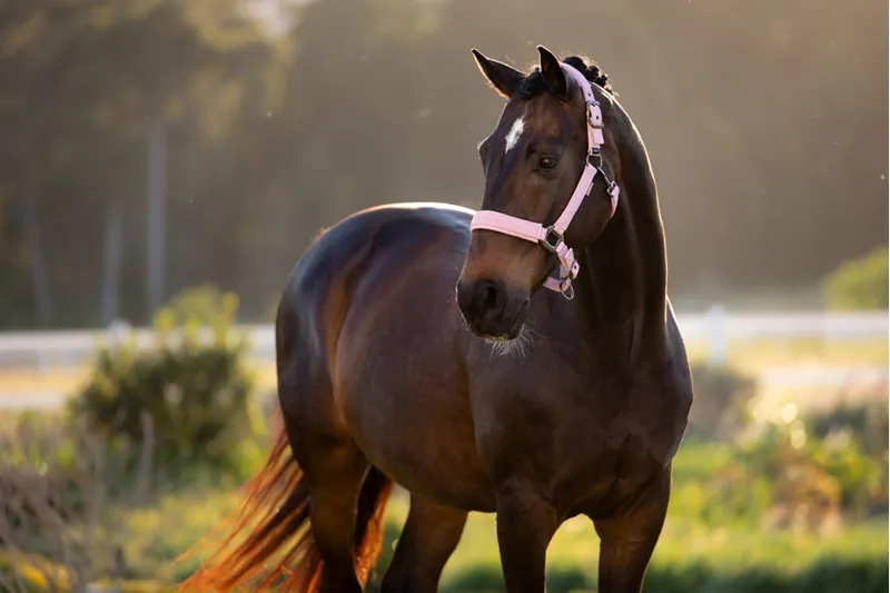 LeMieux Essence Headcollar in Fondant-1