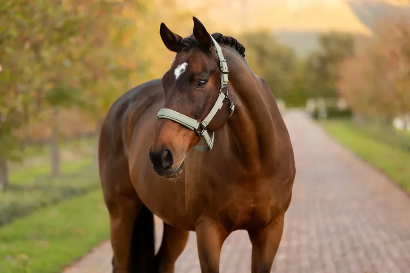 LeMieux Essence Headcollar in Rosemary-2
