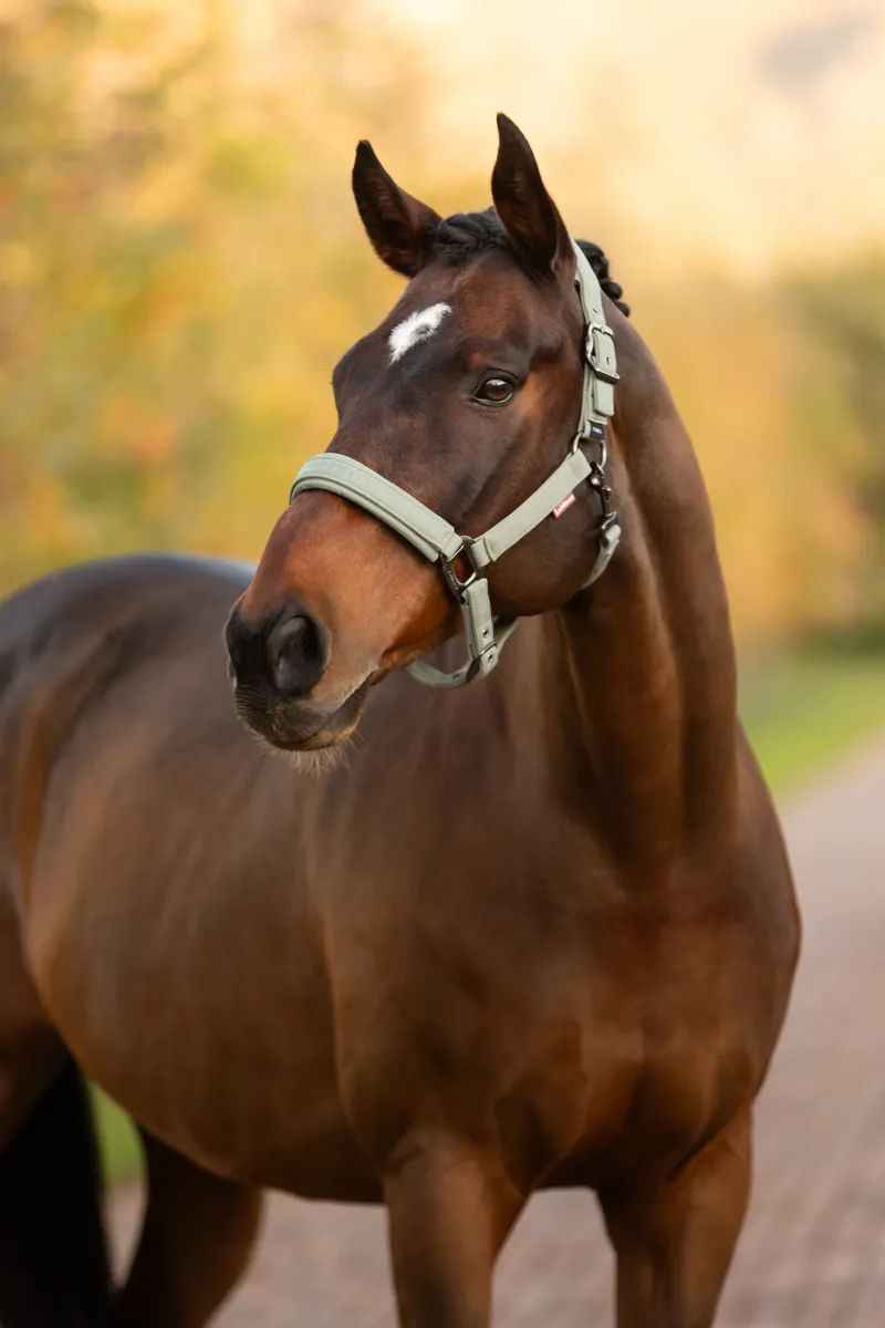 LeMieux Essence Headcollar in Rosemary-3