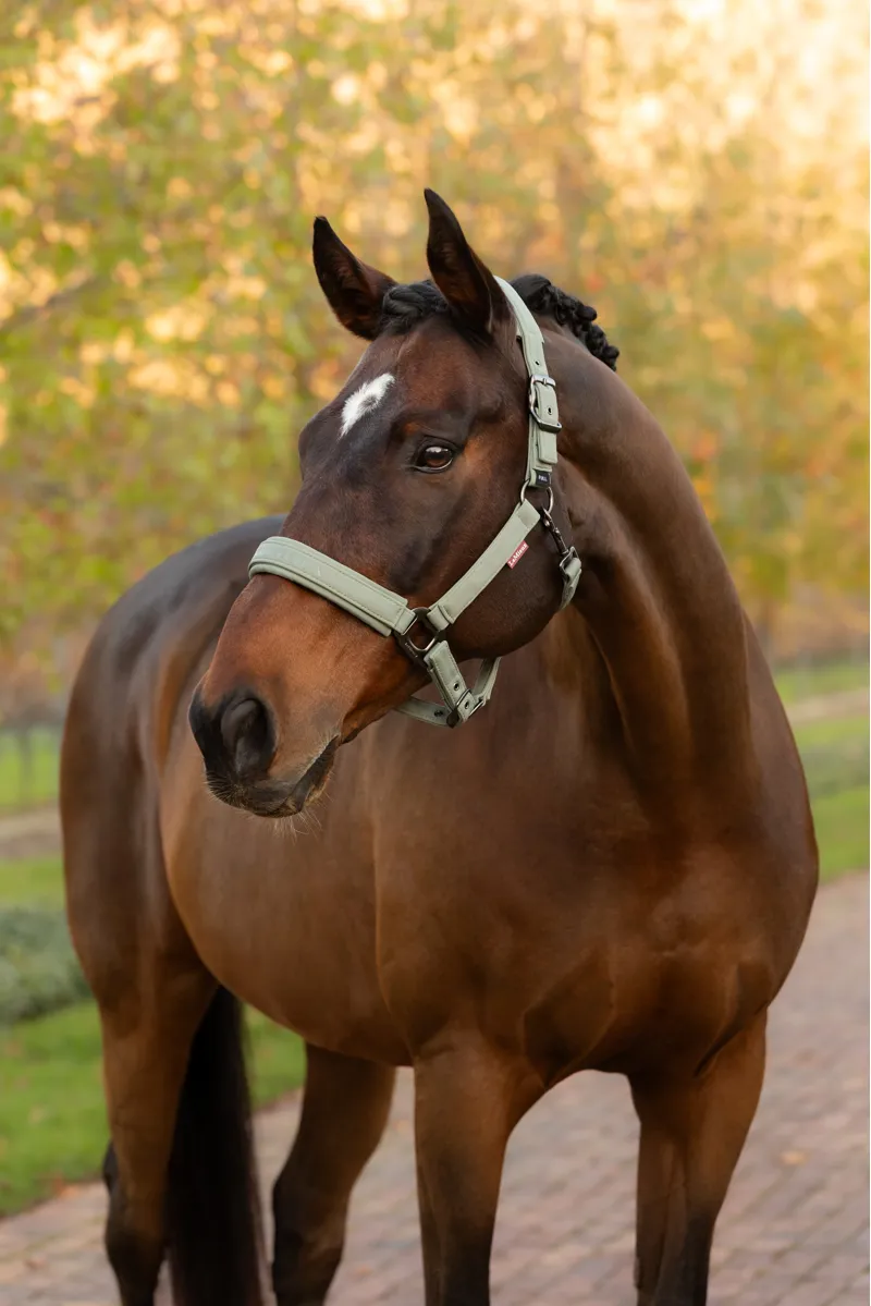 LeMieux Essence Headcollar in Rosemary-1