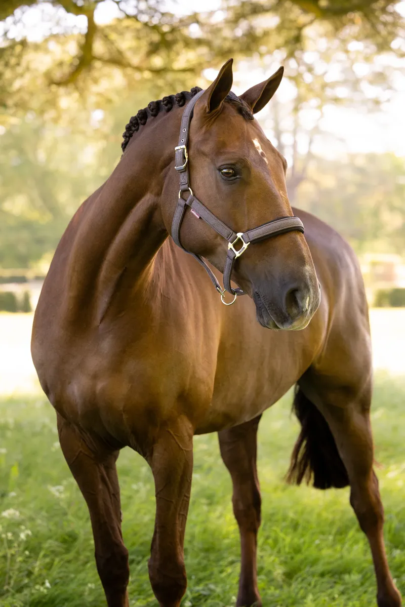 LeMieux Heritage Headcollar in Cocoa-1