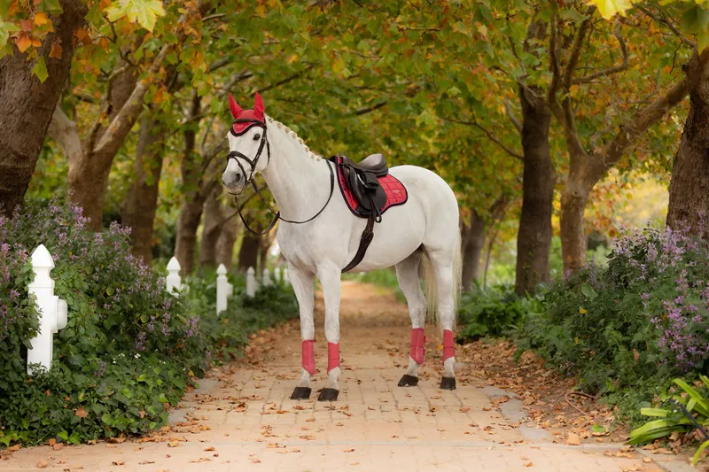 LeMieux Loire Classic GP Square in Cranberry-2