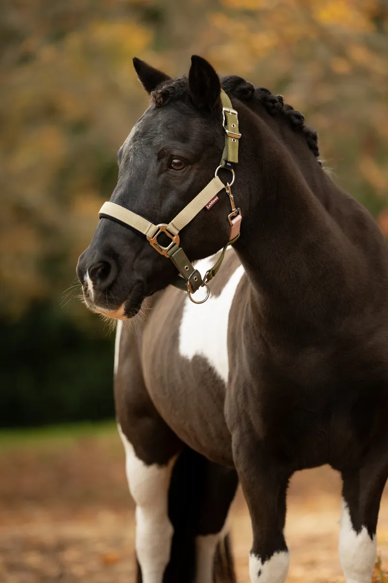 LeMieux Medley Headcollar in Gooseberry and Pear and Petal-1