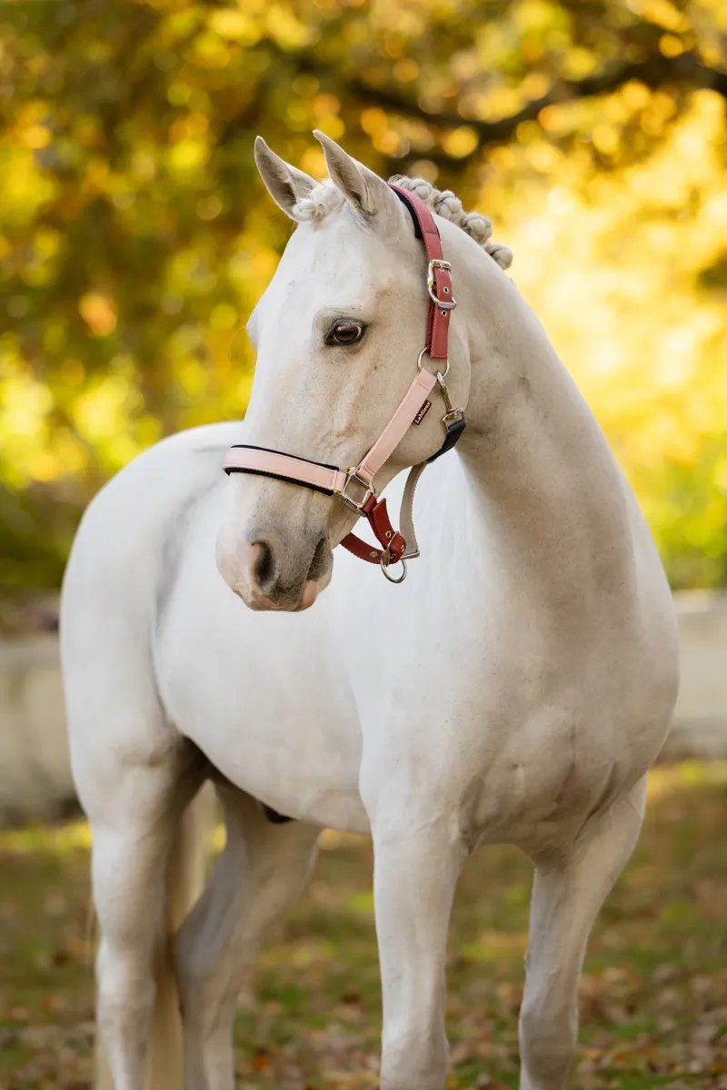LeMieux Medley Headcollar in Spiced Earth and Petal and Aloe-1