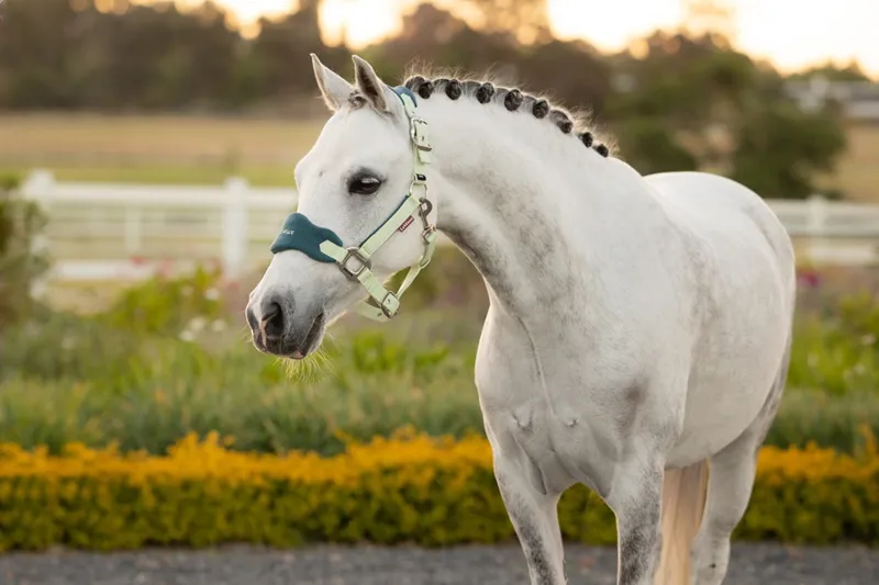 LeMieux Mini Vogue Headcollar Set in Macaron-1