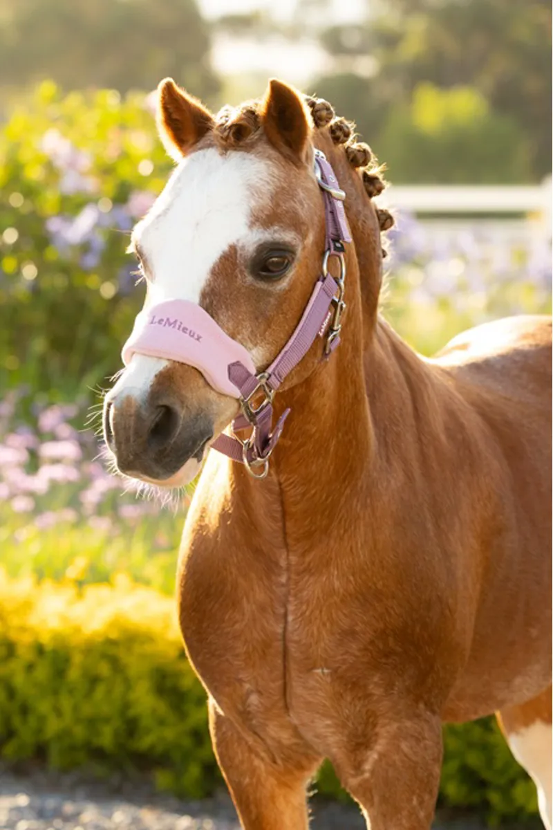 LeMieux Mini Vogue Headcollar Set in Mallow-1