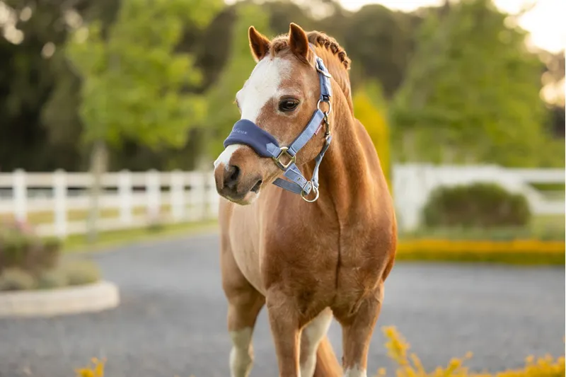 LeMieux Mini Vogue Headcollar Set in Powder Blue-2