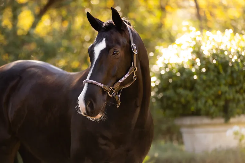 LeMieux Ropella Headcollar in Lilac-2
