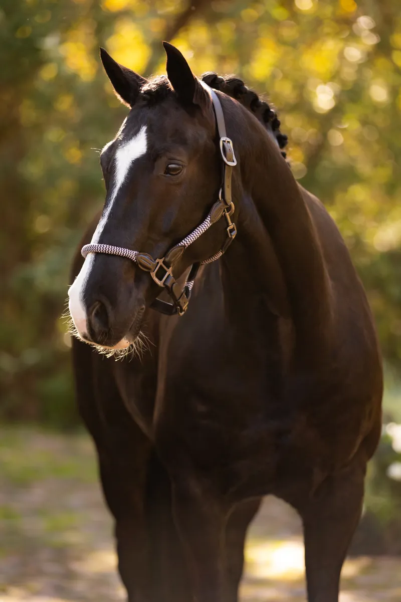 LeMieux Ropella Headcollar in Lilac-1